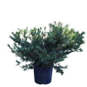 Taxus Drupacea 3G