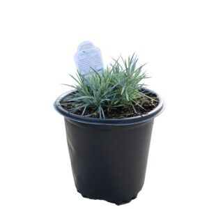 Dianthus Firewitch 1G