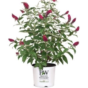 Buddleia Miss Molly 3G