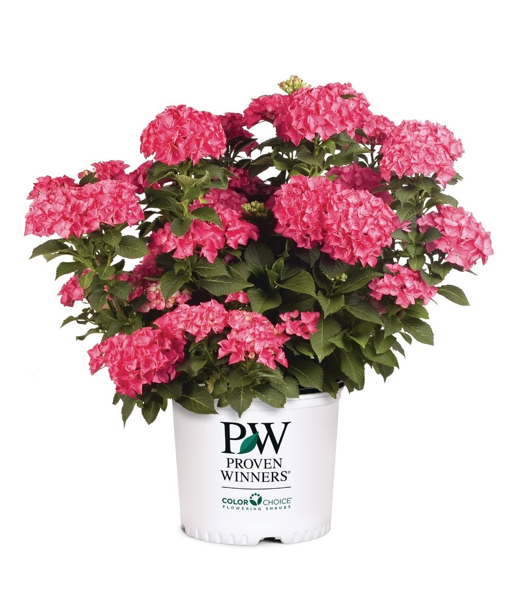 Hydrangea Cityline Paris 3G