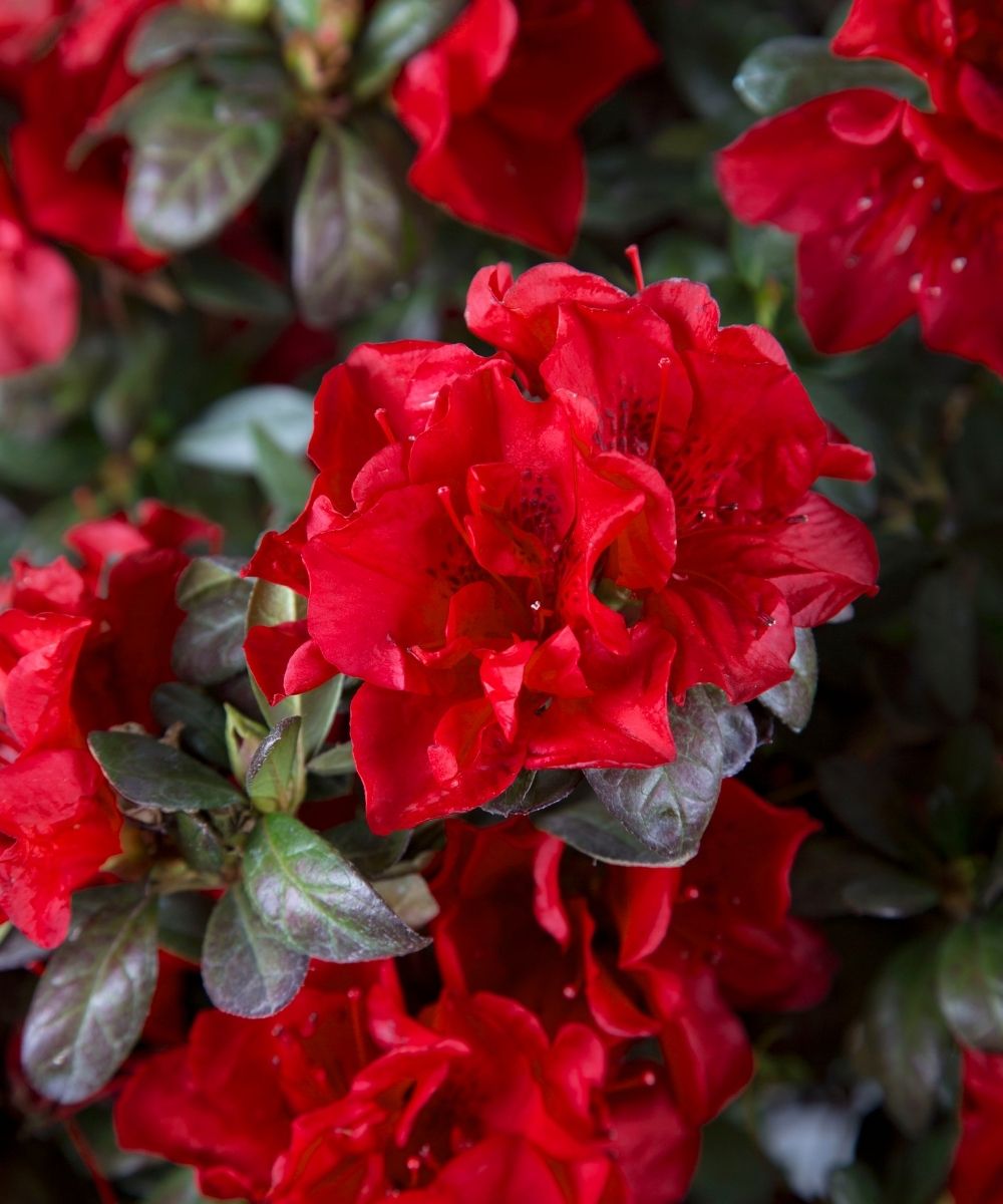 Azalea EN Autumn Fire close up