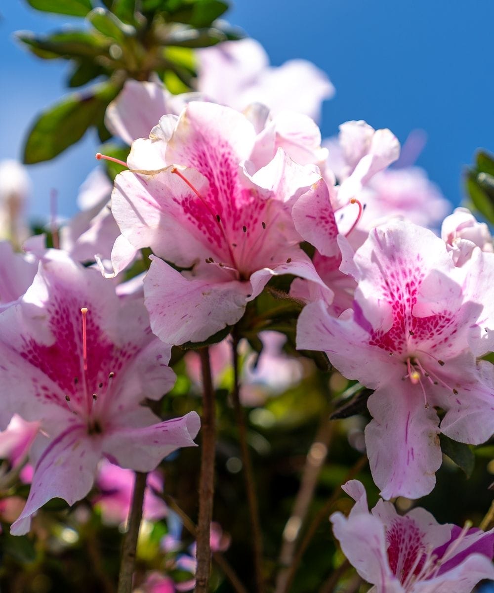 Azalea EN Autumn Twist up close