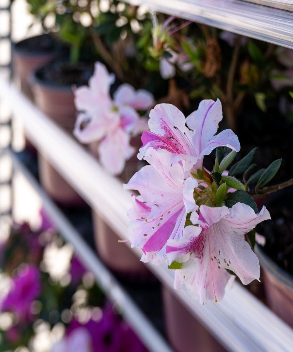 Azalea EN Autumn Twist in cart