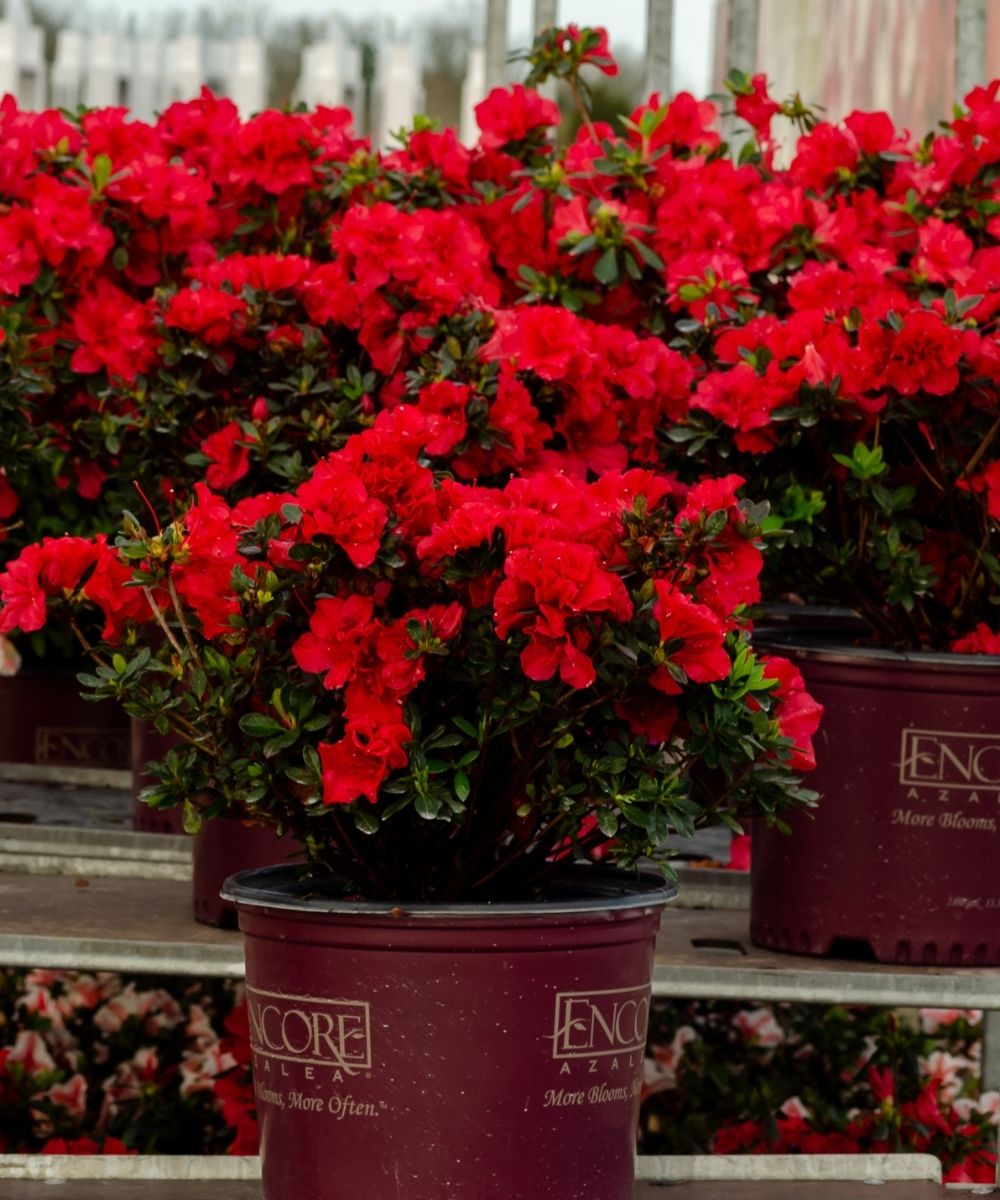 Azalea EN Autumn Fire pot