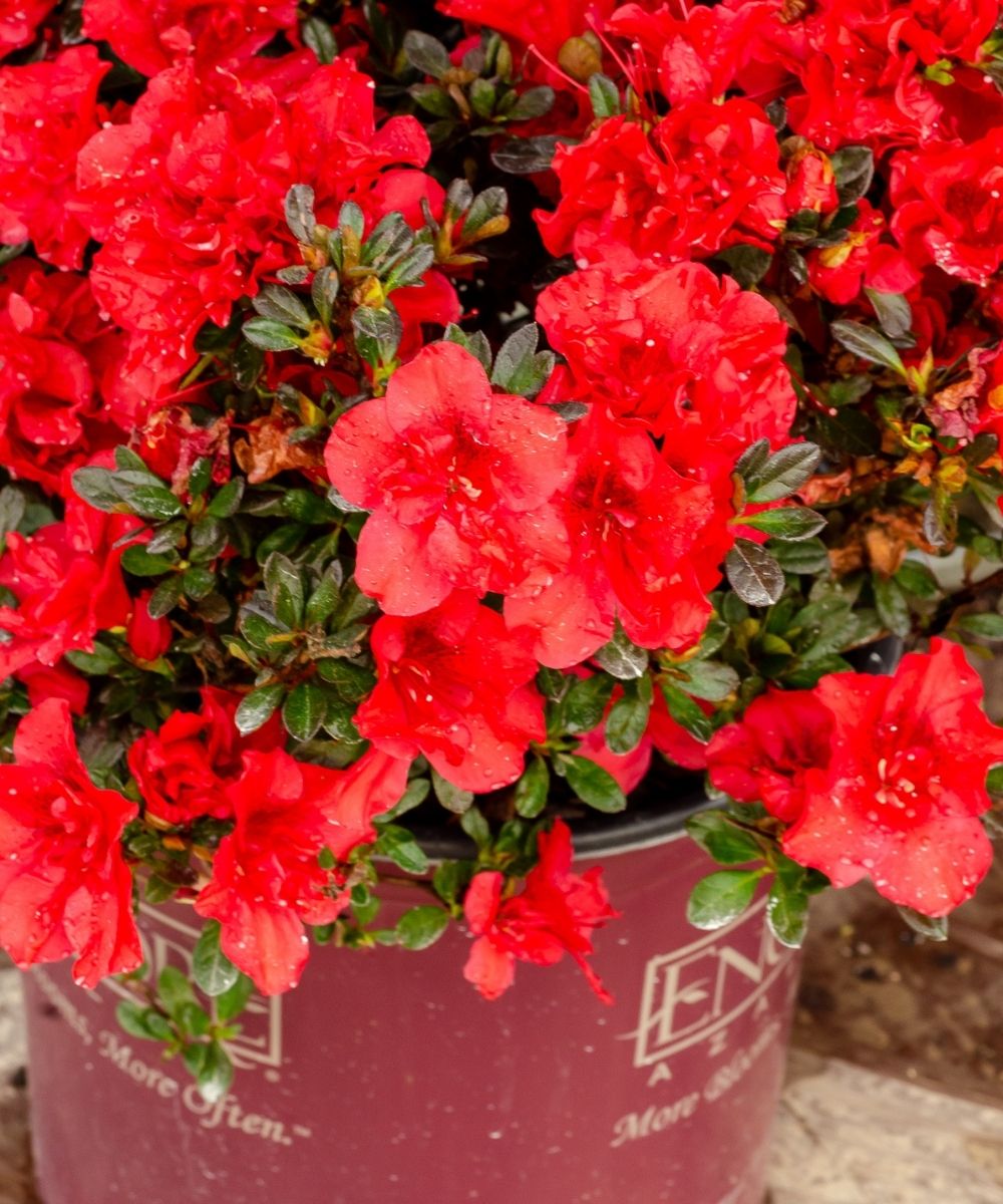 Azalea EN Autumn Fire close up pot