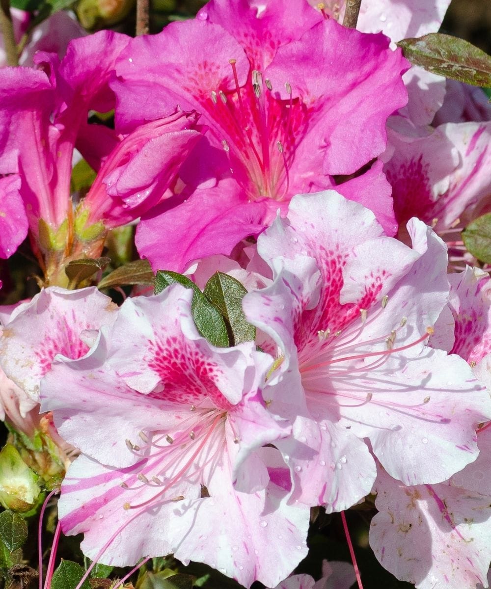 Azalea EN Autumn Twist up close