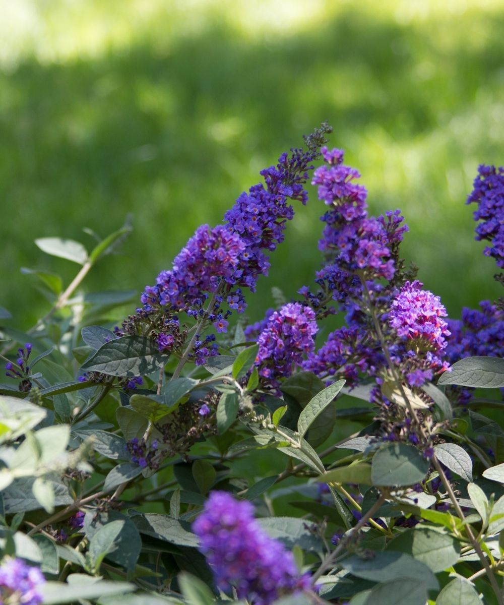 Buddleia Lo and Behold Blue Jr close up