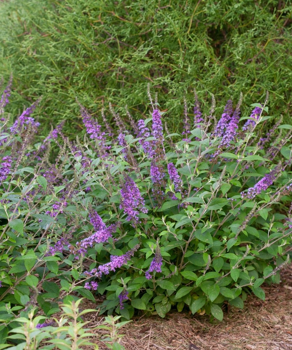 Buddleia Lo and Behold Blue Jr purple blooms