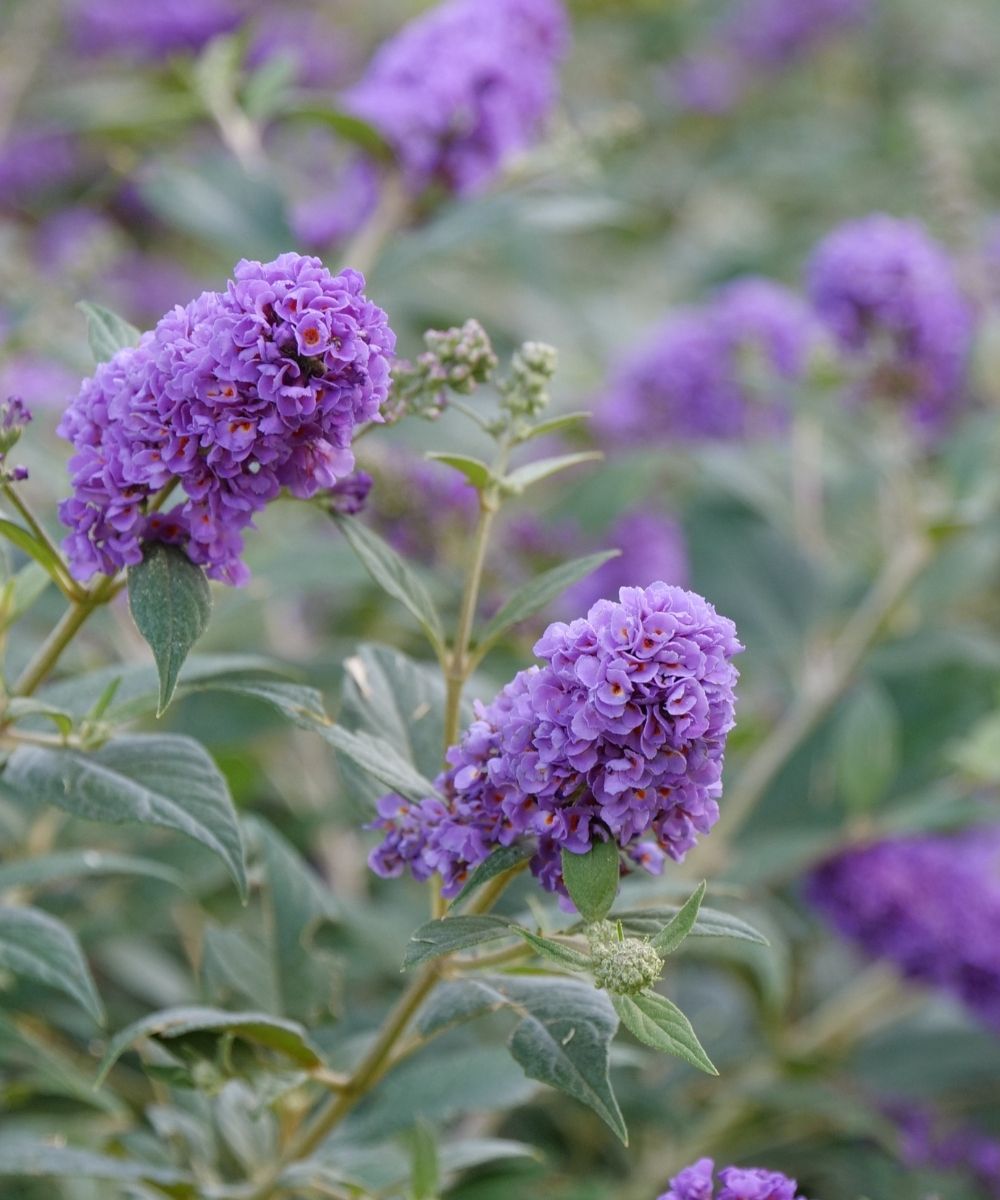 Buddleia Lo and Behold Blue Jr close up
