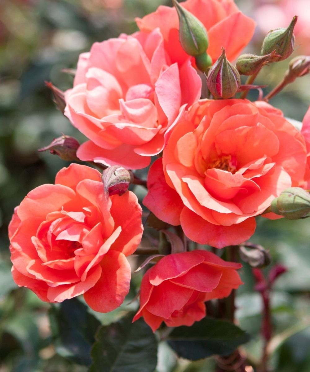 Coral Knock Out Roses close up