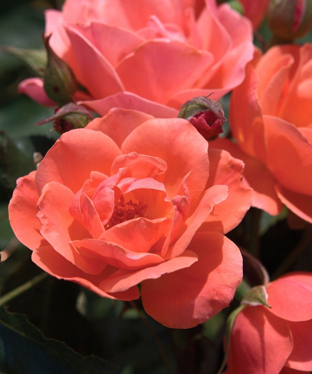 Coral Knock Out Roses