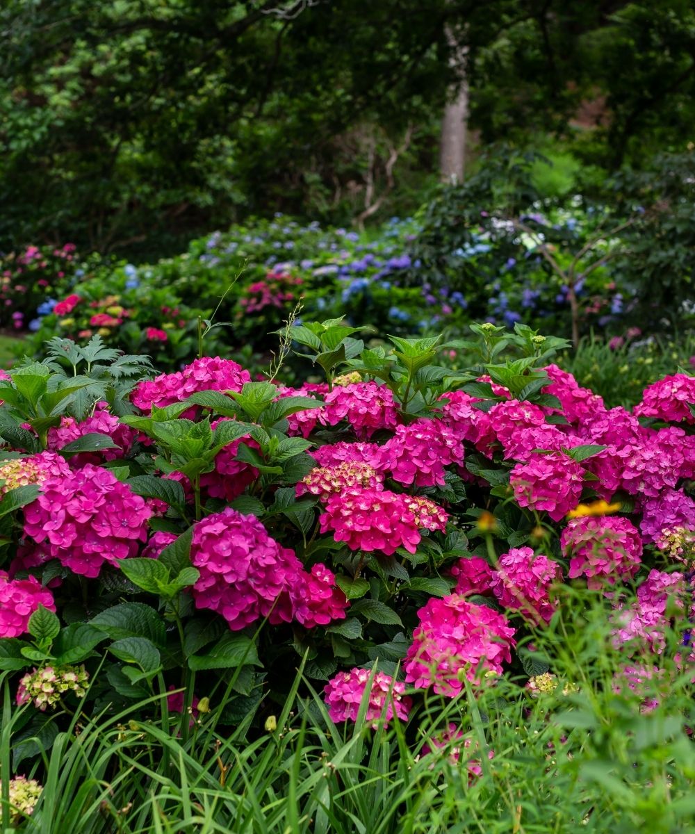 Hydrangea End Summer Crush in garden