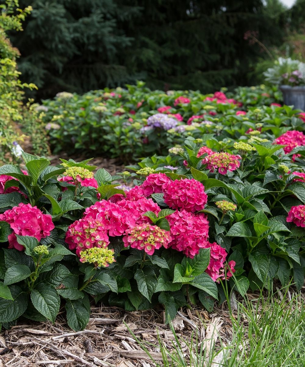 Hydrangea End Summer Crush in landscape