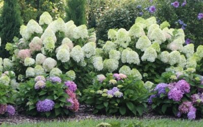Hydrangeas: Variety and Care