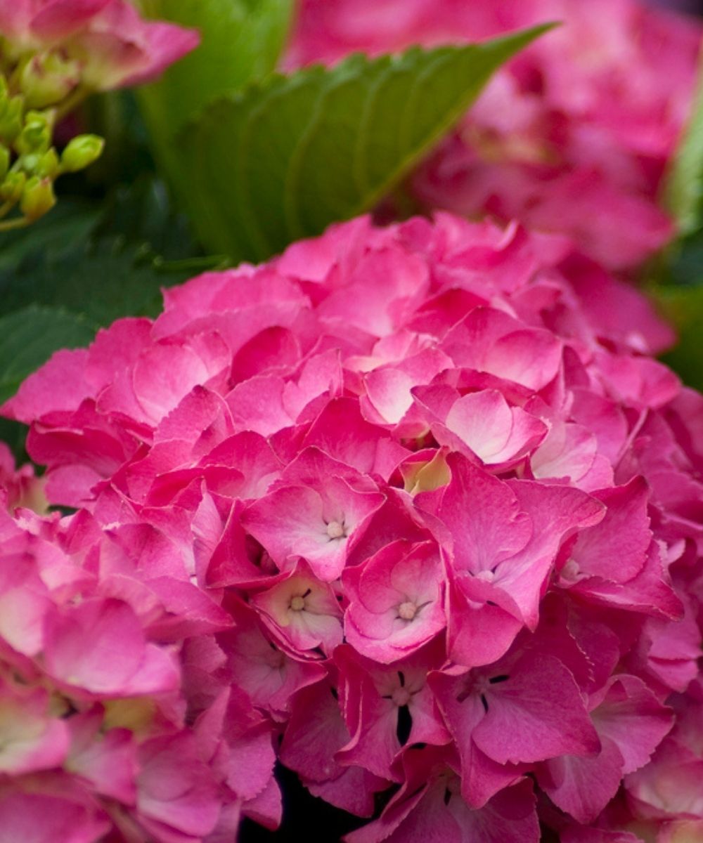 Hydrangea Cityline Paris up close