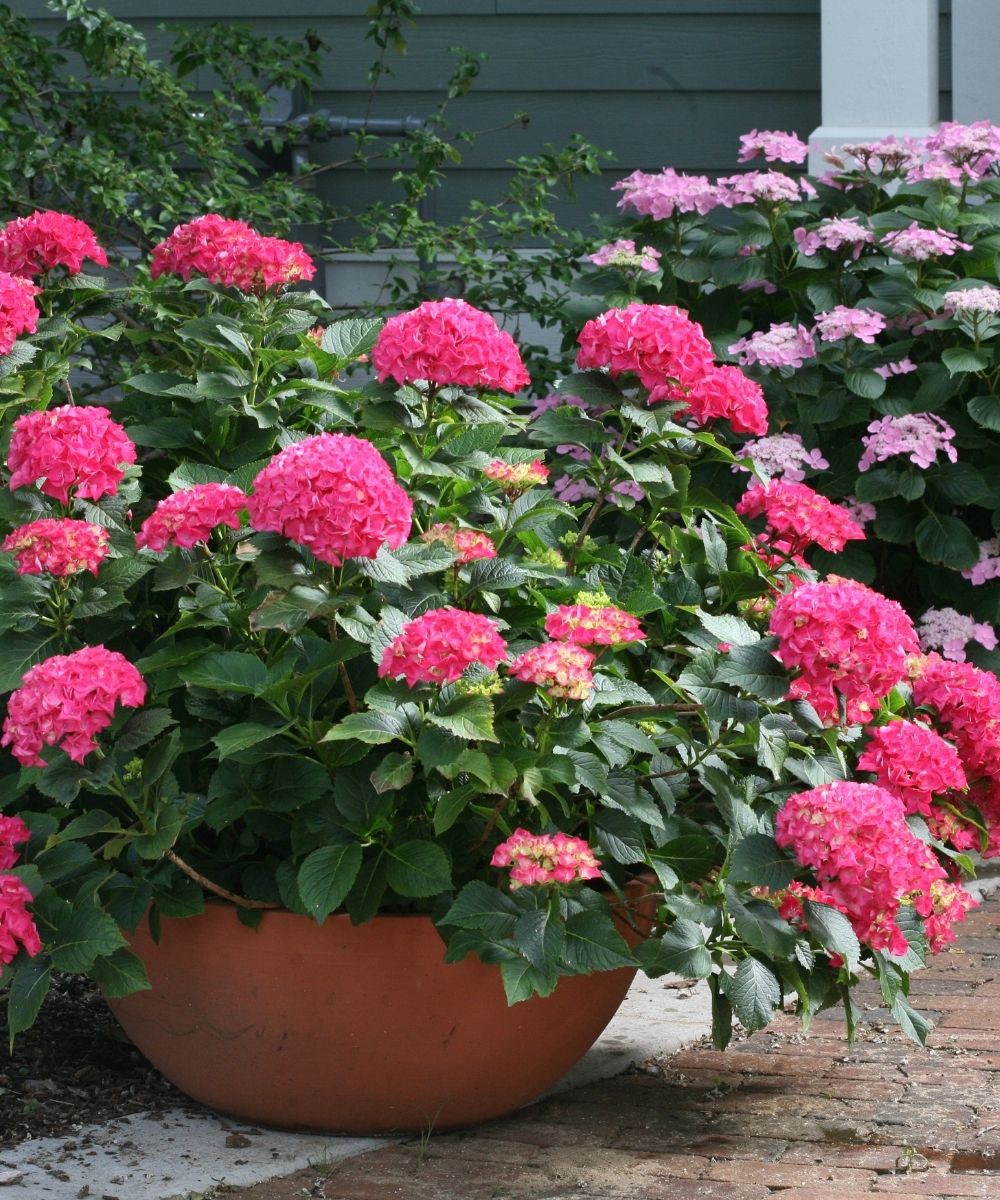 Hydrangea Cityline Paris in pot