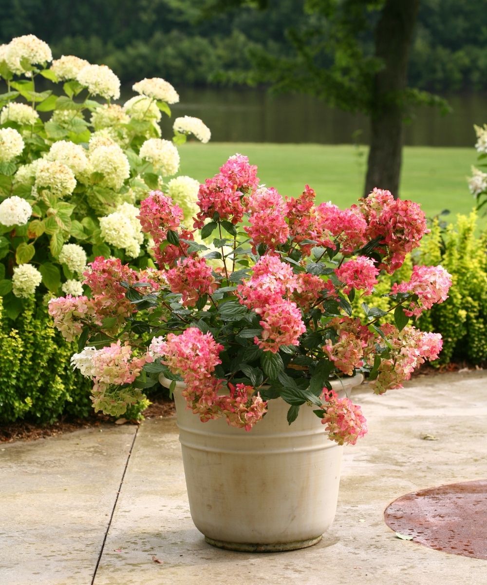 Hydrangea Fire Light in container garden