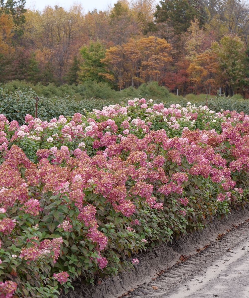 Hydrangea Fire Light in landscape