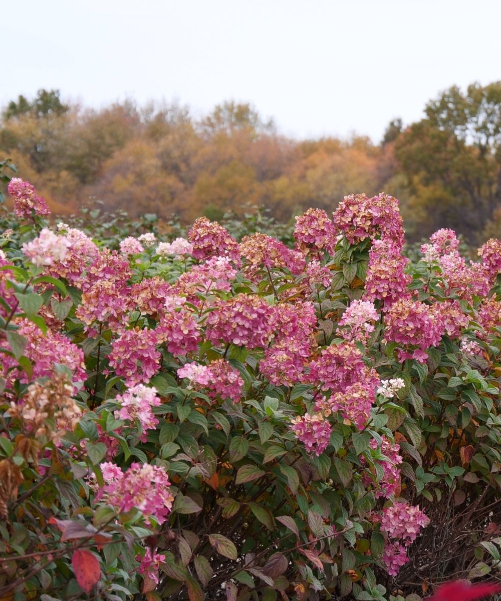 Hydrangea Fire Light in garden