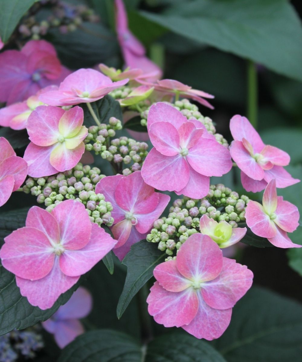 Hydrangea Tuff Stuff Red close up