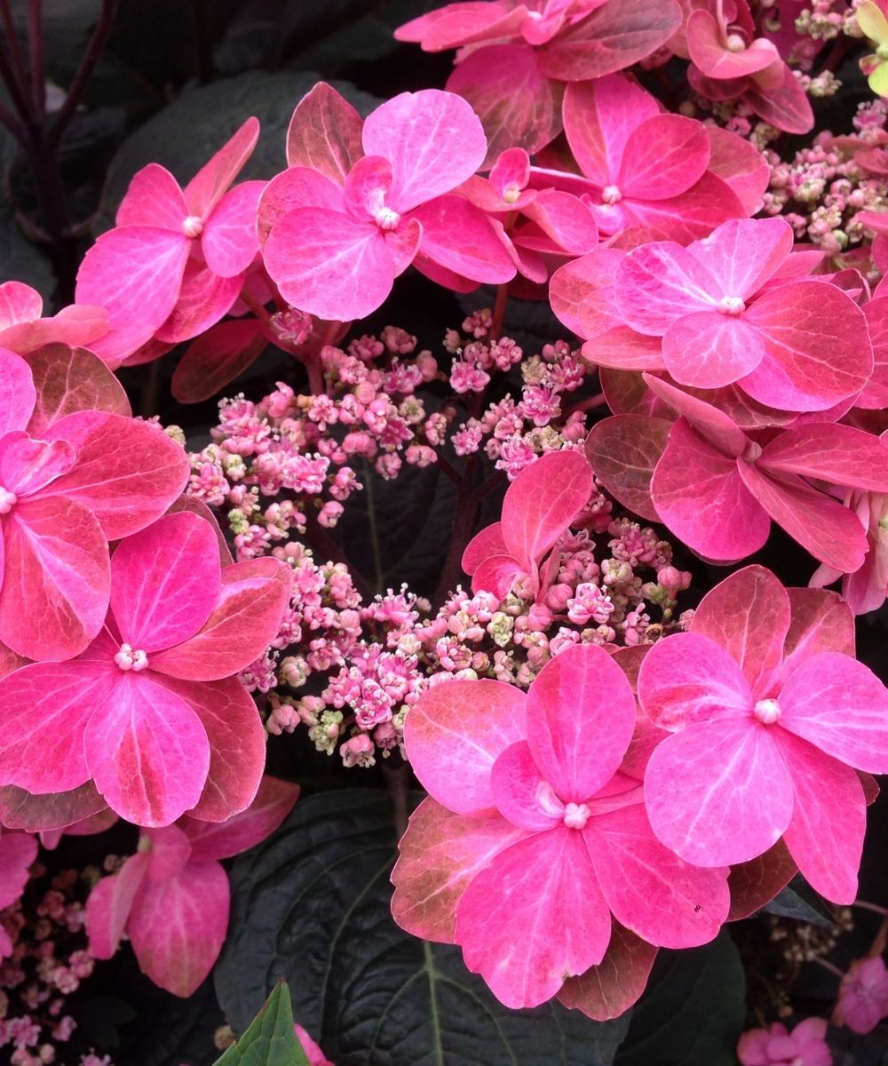 Hydrangea Tuff Stuff Red