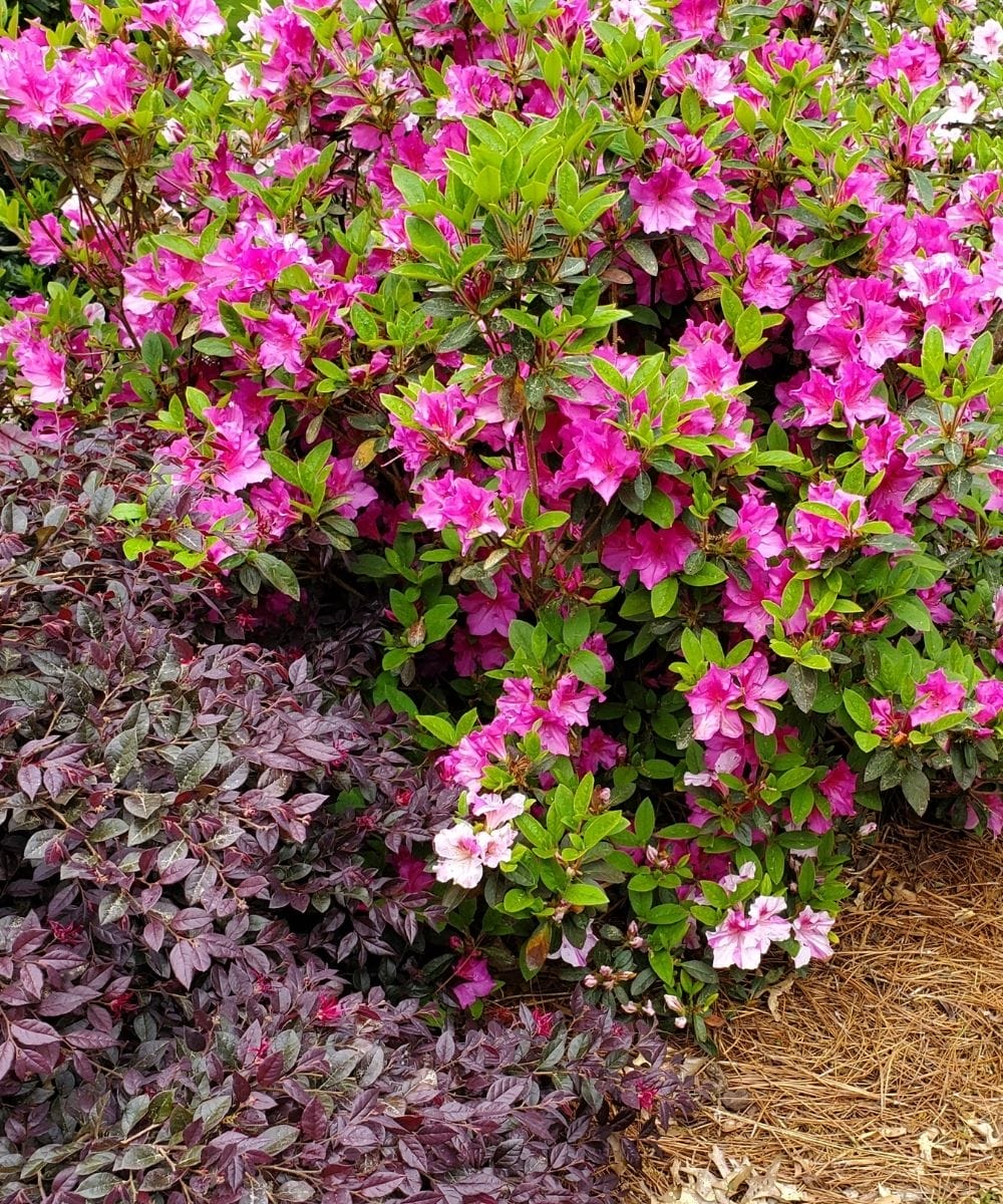 Azalea EN Autumn Twist in landscape