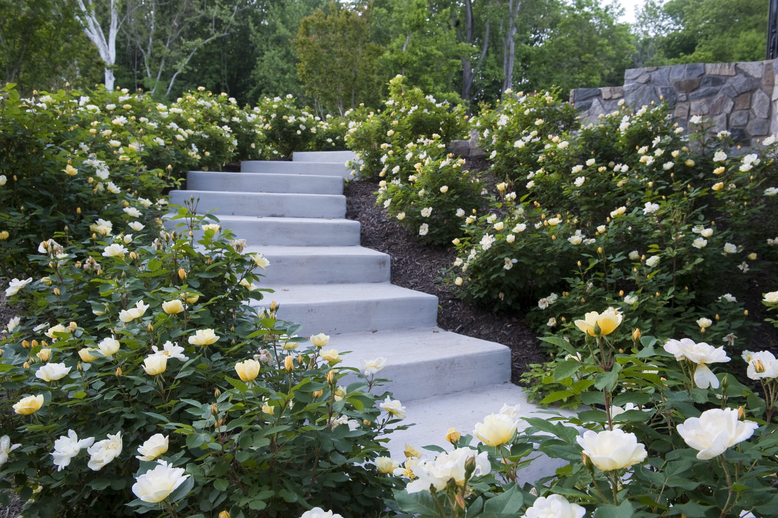 Sunny Knockout Rose on stairway