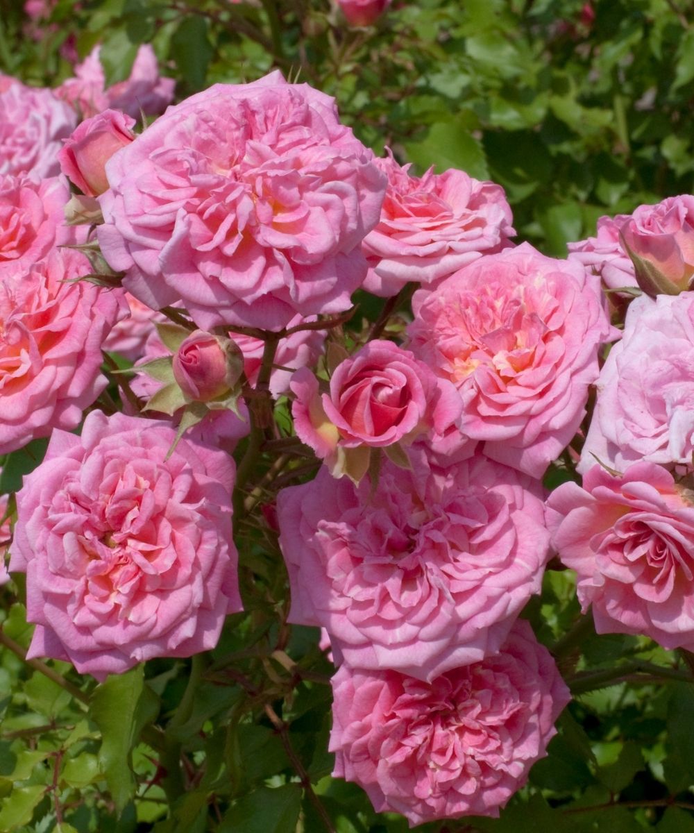 Rosa Sweet Drift close up