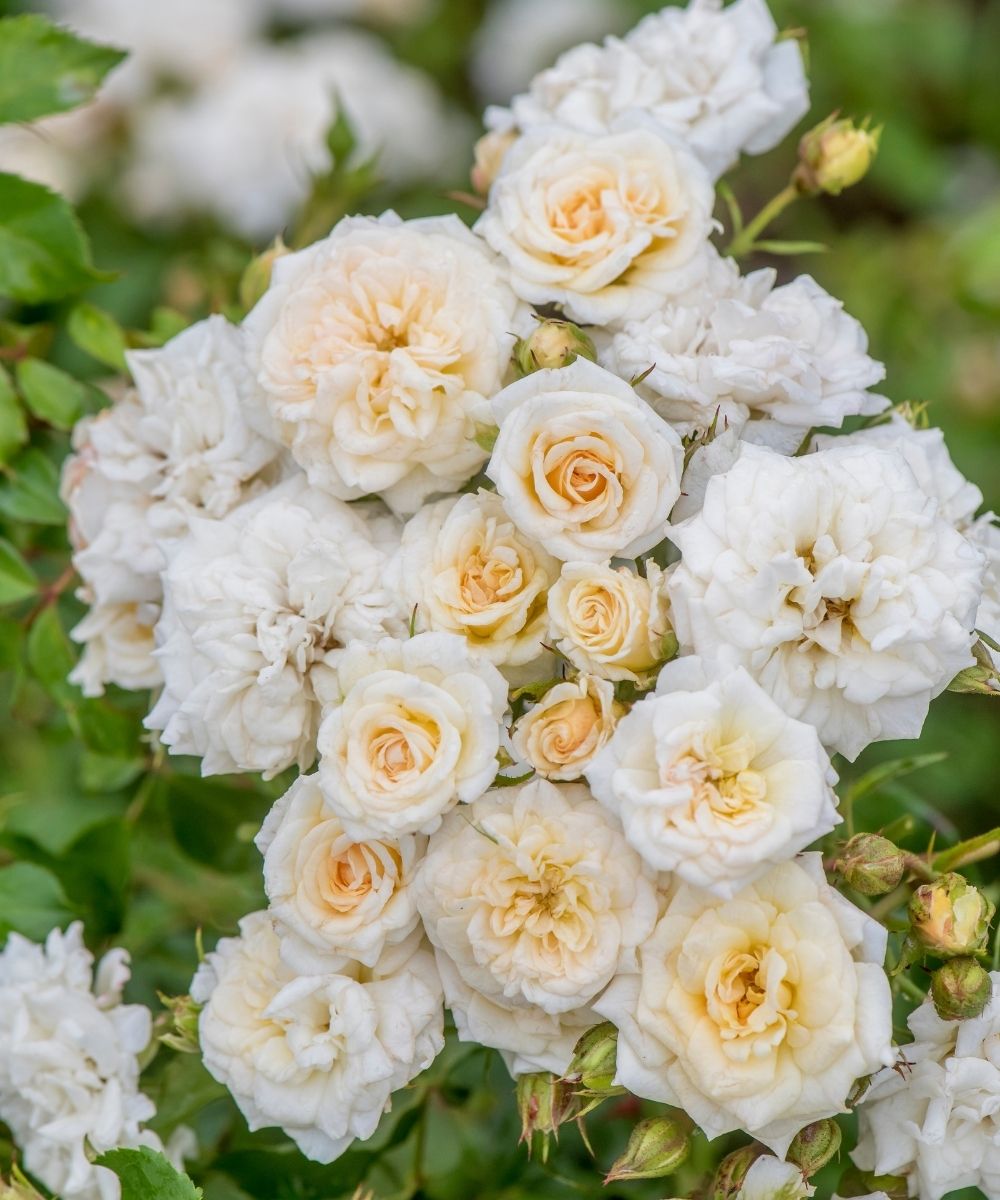 Rosa White Drift up close