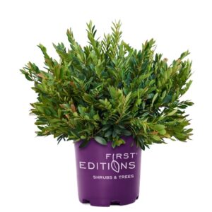 Distylium Coppertone