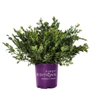 Linebacker Distylium