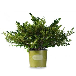 Emerald Heights Distylium