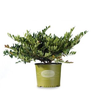 Distylium Blue Cascade