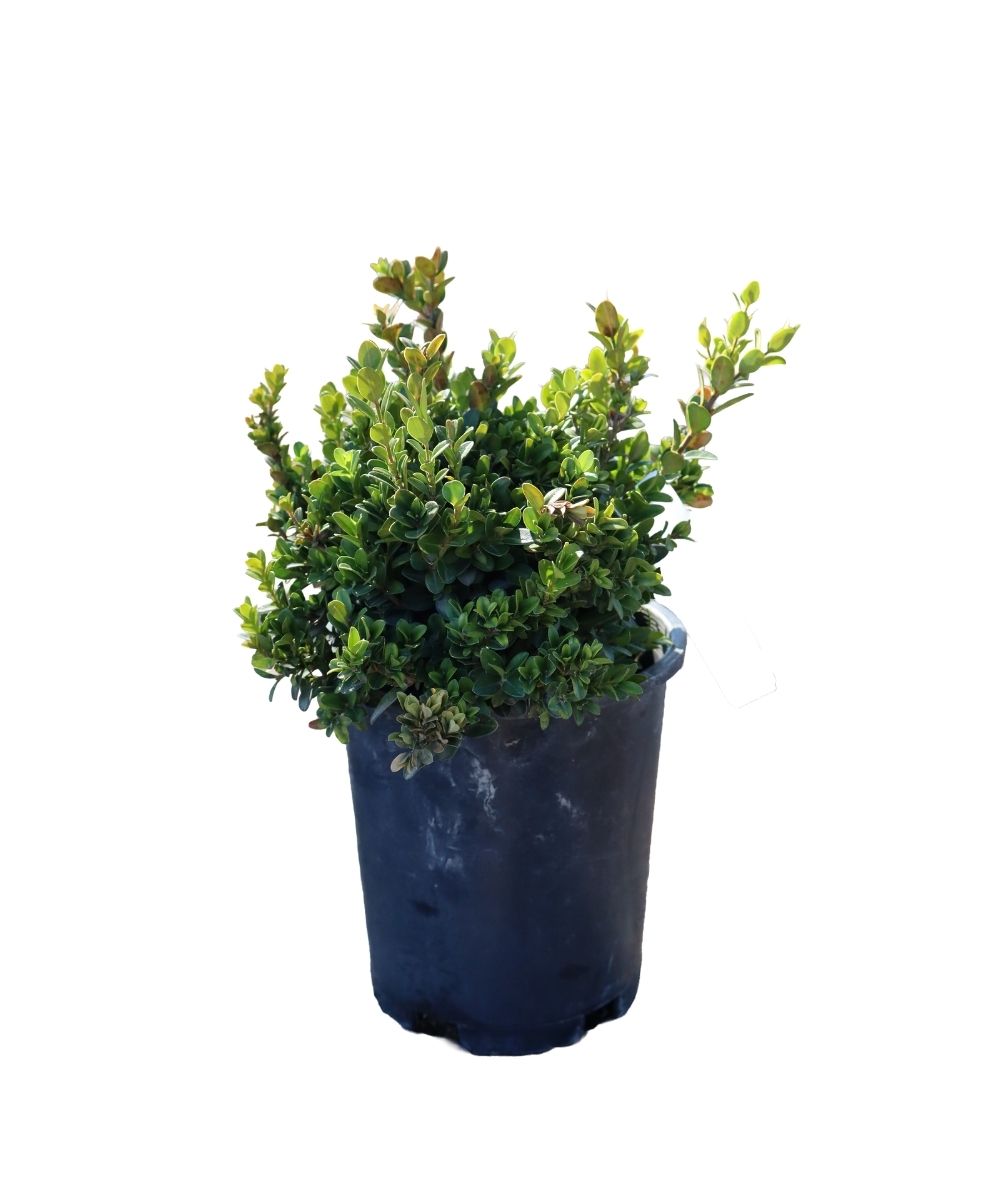 Buxus Little Missy