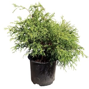 Chamaecyparis Gold Mop 3G