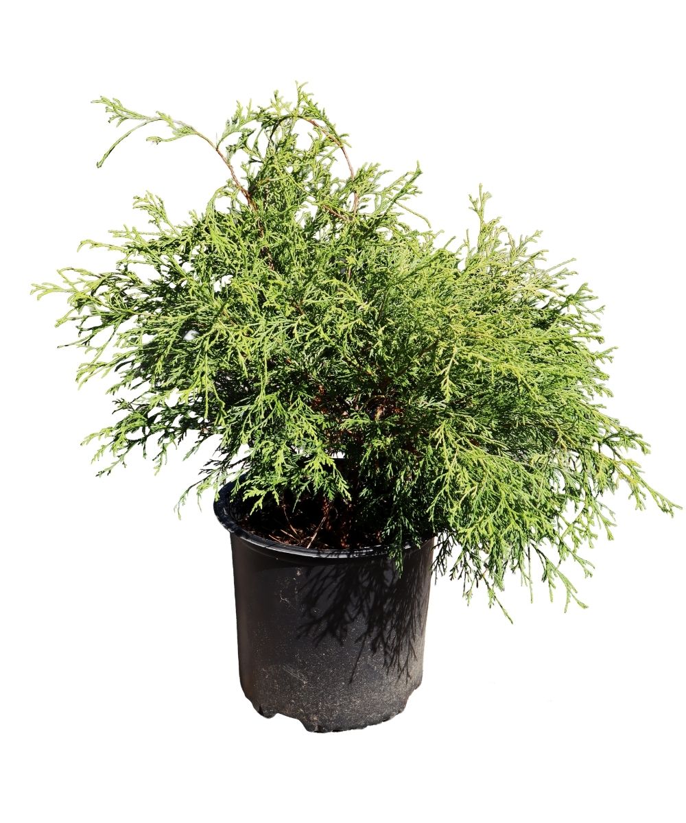 Chamaecyparis Gold Mop 3G