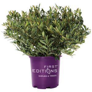 Distylium Cinnamon Girl