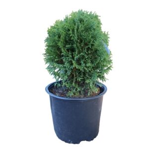 Thuja Little Giant Dwarf 3G