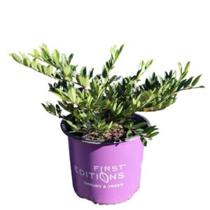 Distylium Vintage Jade