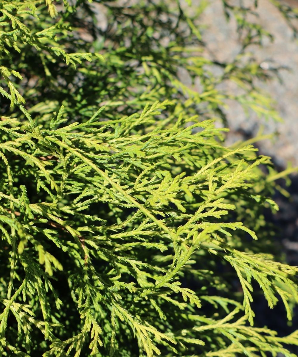 Chamaecyparis Gold Mop 3G - Image 2