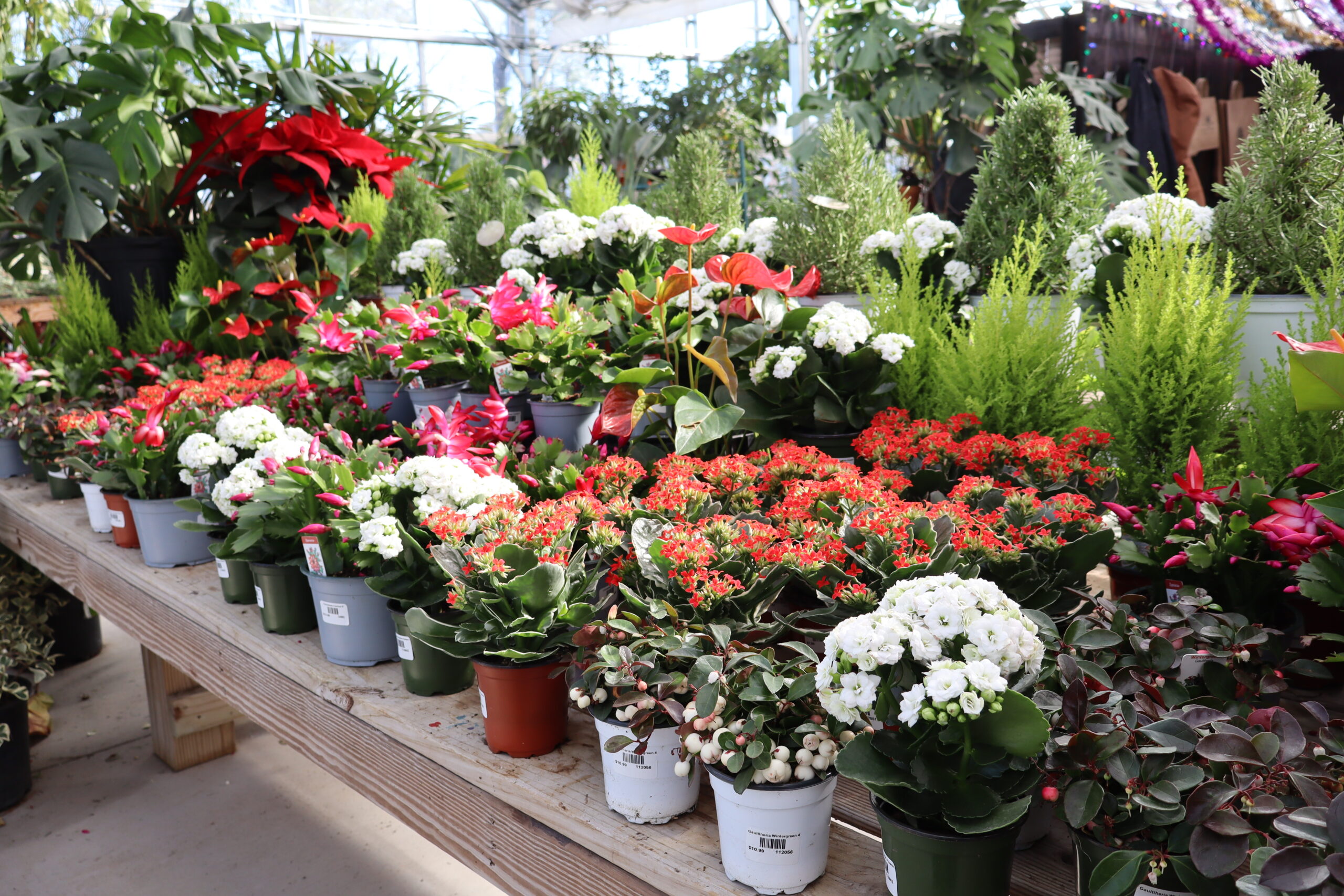 Blooming holiday plants