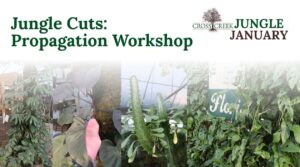 Jungle Cuts Propagation Workshop