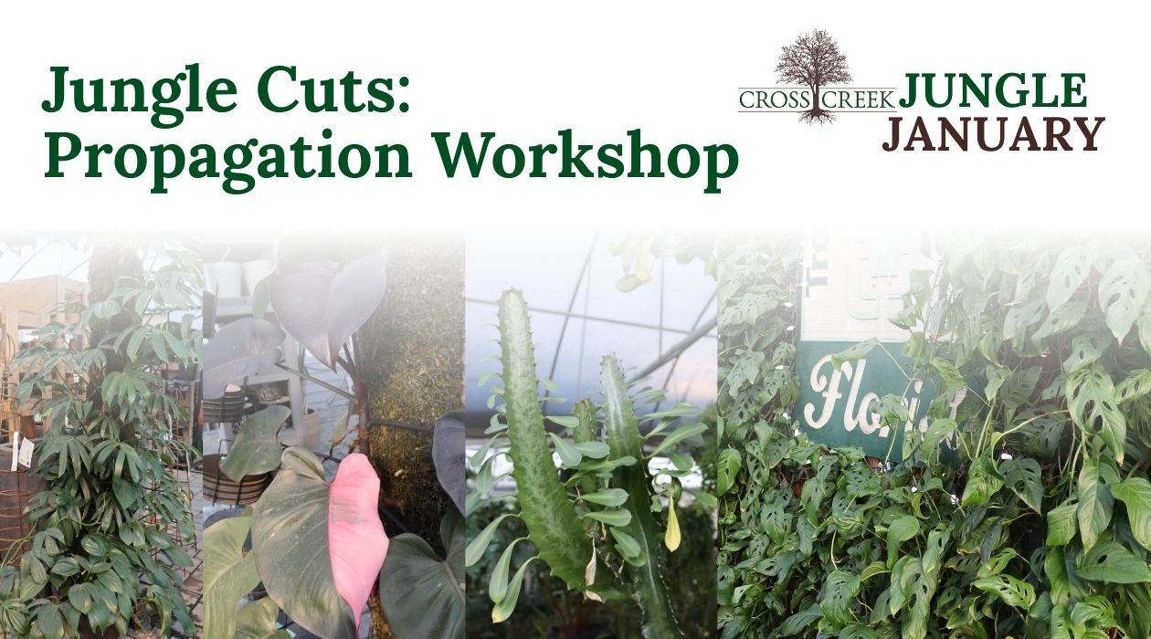 Jungle Cuts Propagation Workshop