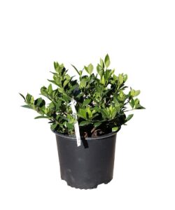 Garden Chuck Hayes 3G