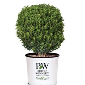 Buxus NewGen Freedom 3G