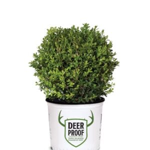 Buxus NewGen Independence 3G