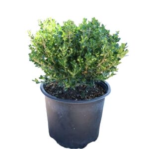 Buxus Green Beauty 3G