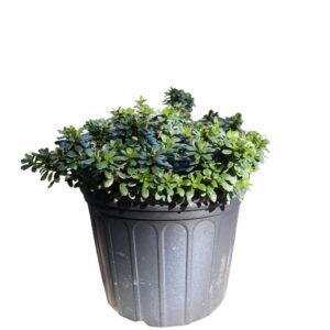 Azalea Gumpo White 3G