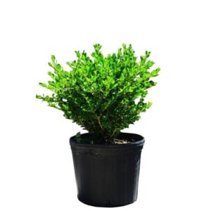 Buxus Wintergreen 3G