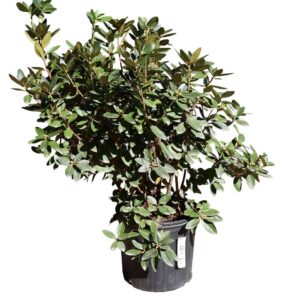Rhododendron PJM 3G Shrub